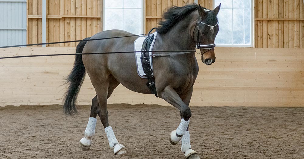 Ridningsfria ridlektioner
