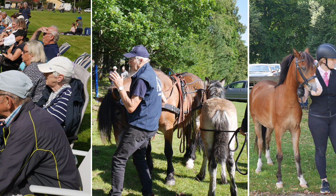 Från shettis till shire – häng med på sommarpremiering