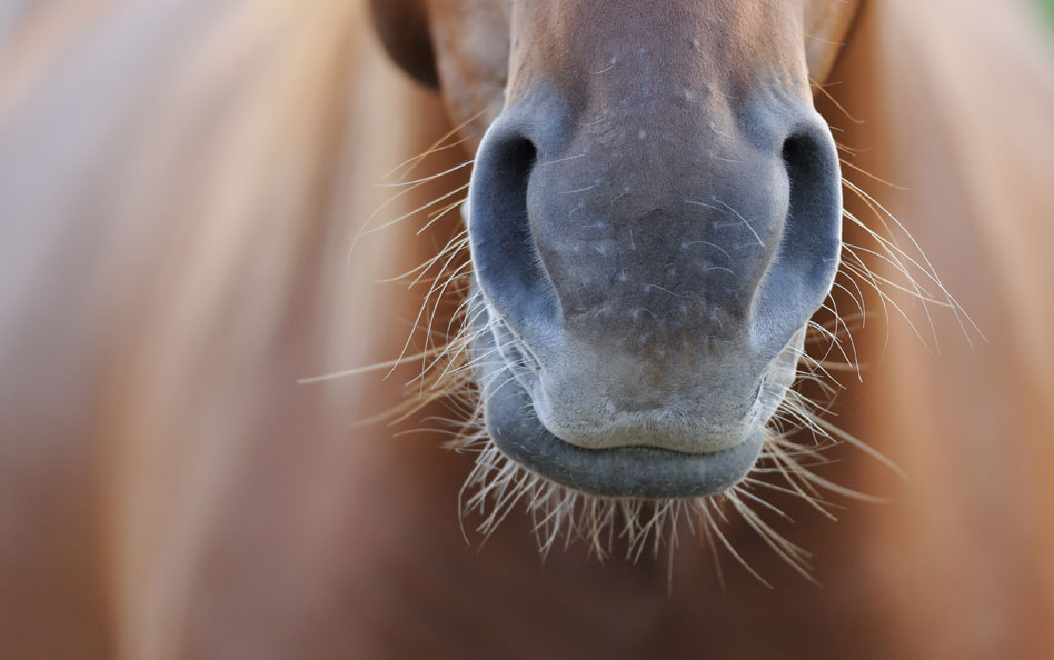 Ny studie om kvarkavaccination klar