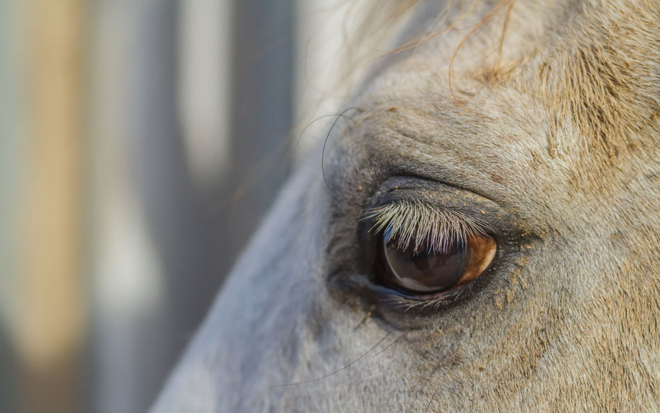 Kvinna dömd – bröt mot djurförbud