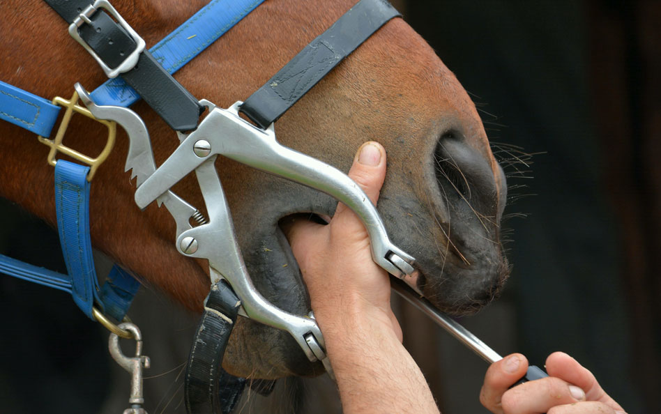 Veterinär får erinran för bristande munkontroll