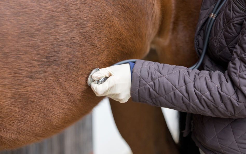 Veterinär jour i Halland