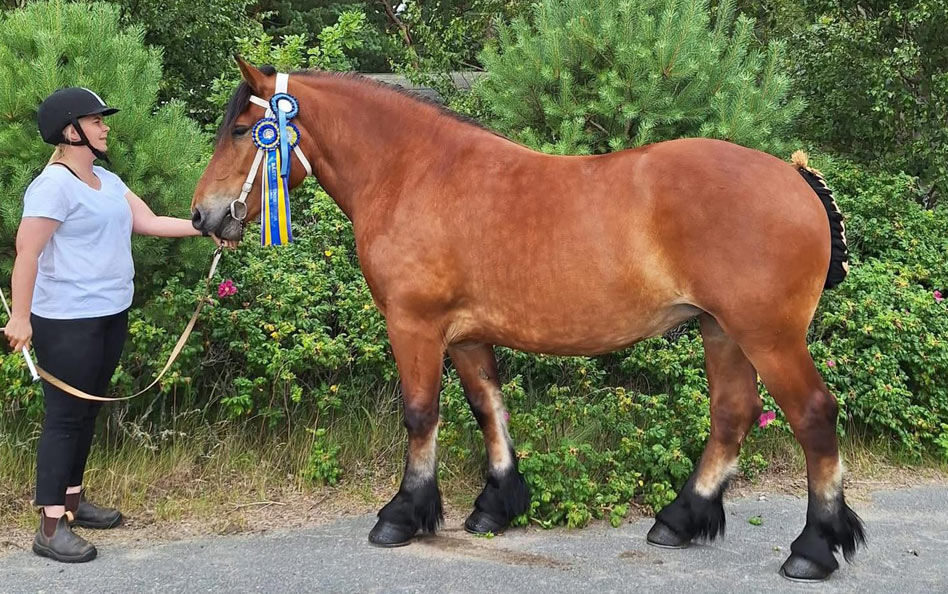 Cronos Vega glänste i Falkenberg