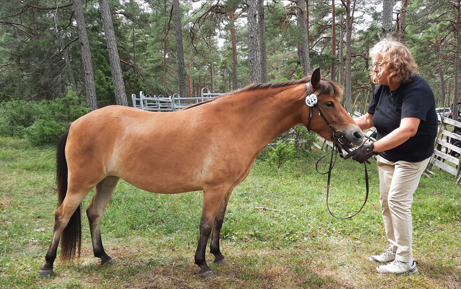 Idel gotlandsruss på Gotlands sommarpremieringar