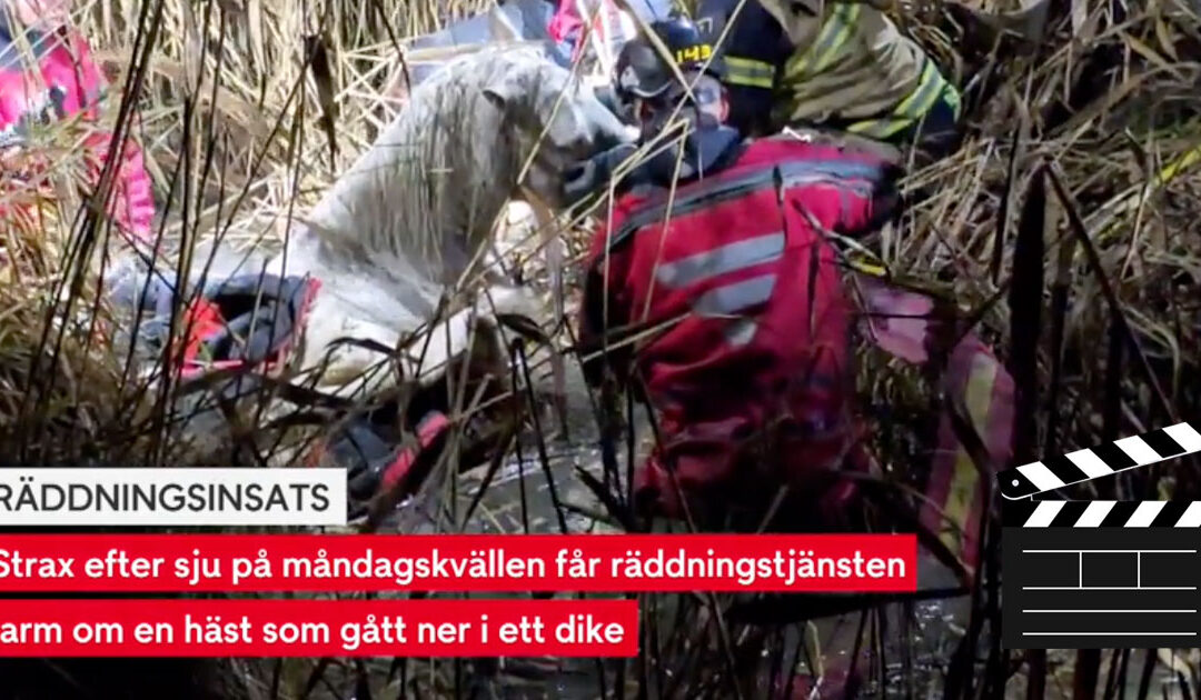Häst räddad ur dike