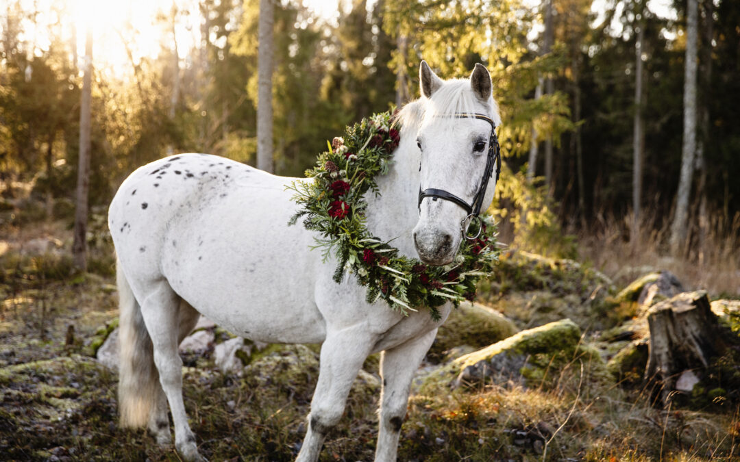 Berra är Årets ridskolehäst