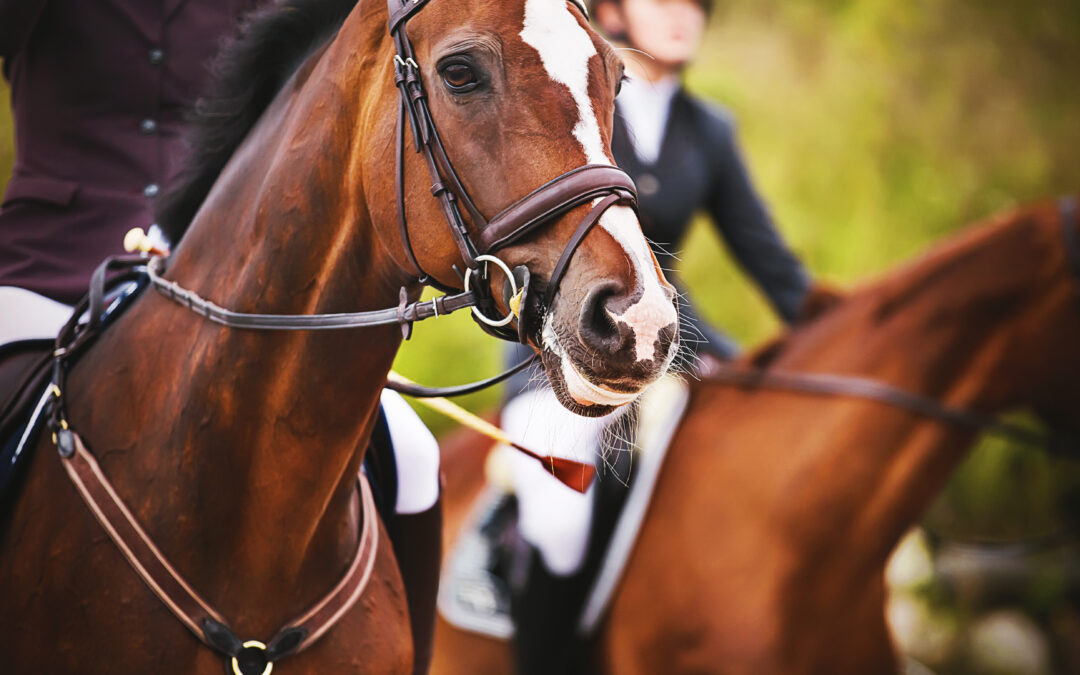 Debatt: Därför fick vi i Hoppkommittén sparken