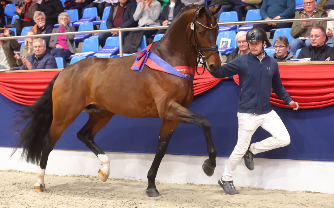 Prestigefull utmärkelse till Lövstas hingst Verbier