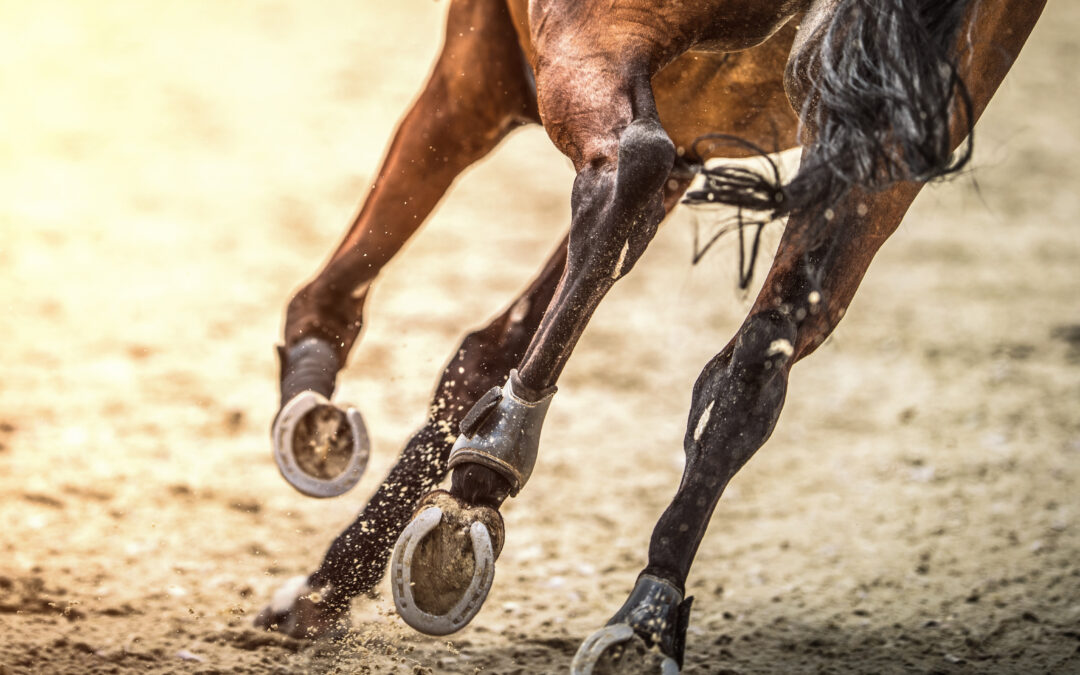 Utredning om olycka där häst fick avlivas klar – ingen har gjort fel