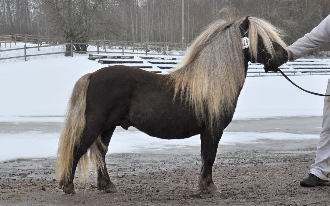 Mest läst: Stopp för avel med silverfärg på shetlandsponnyer