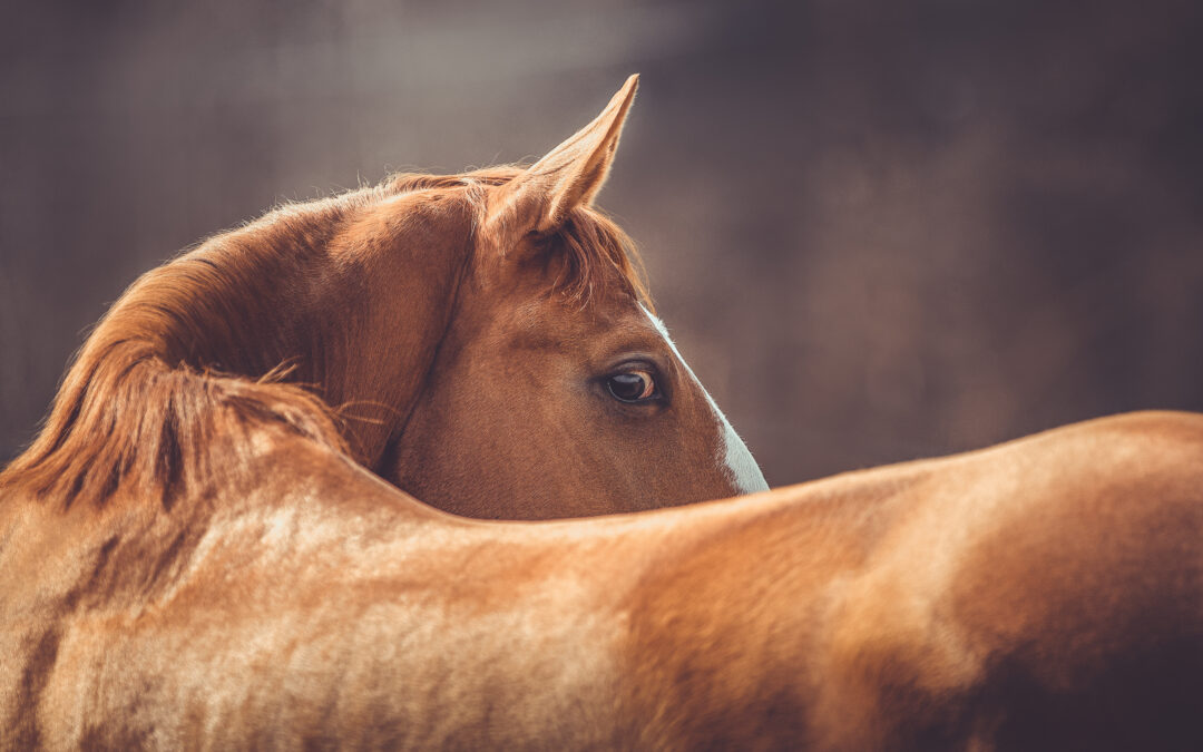 Hästar döda i trafikolyckor