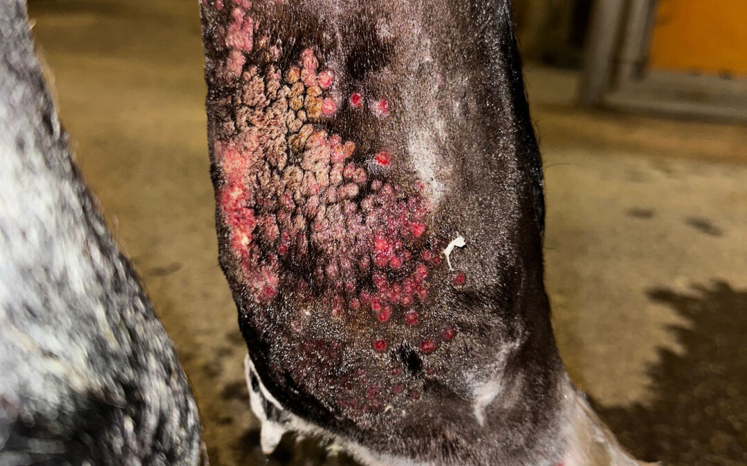 Ny smittsam hästsjukdom i Sverige