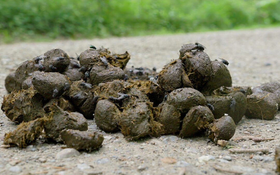 Studie om parasitkontroll hos hästar