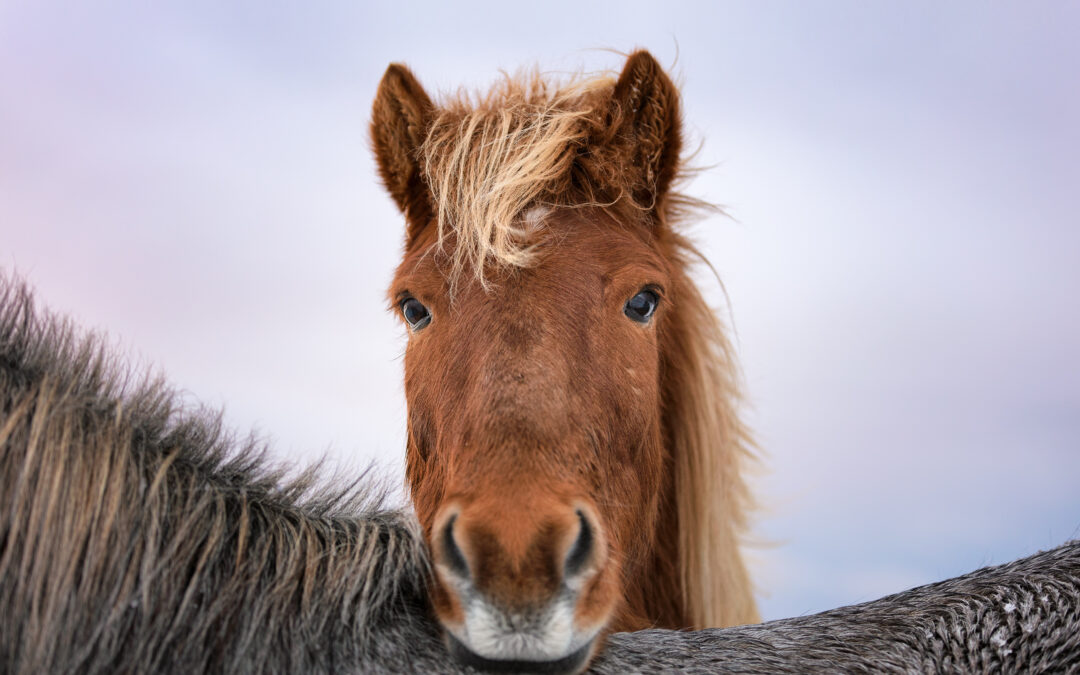 Omhändertagna hästar söker nya hem