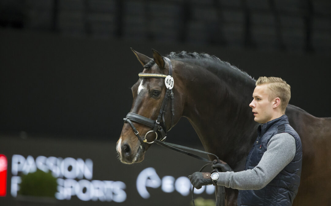 SWB:s utmärkelse Årets hingst har blivit två