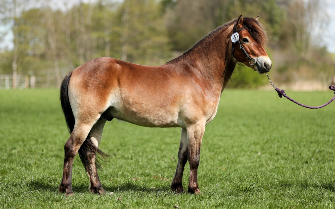 Fåglabäcks Noack återvänder till Lojsta hed
