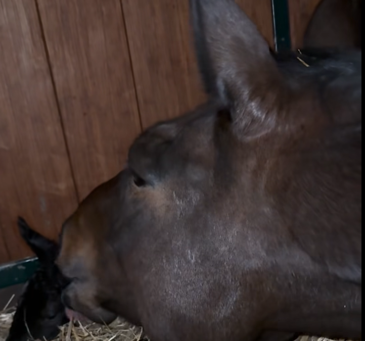 Dalera har blivit mamma