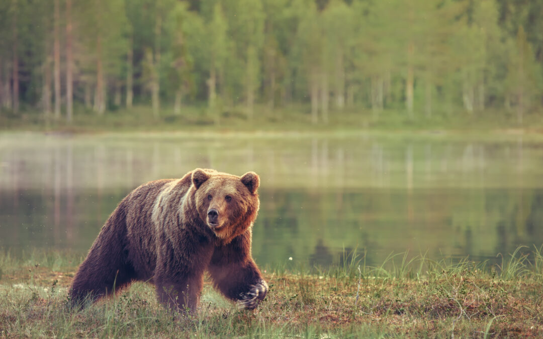 Björn gick till attack – åt upp föl