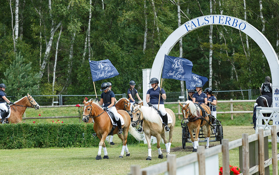 Falsterbo haflinger Stall Liori