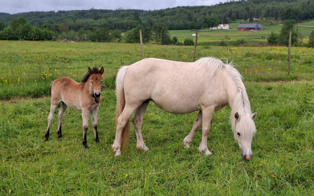 Möt förra årets högst bedömda sommarhäst