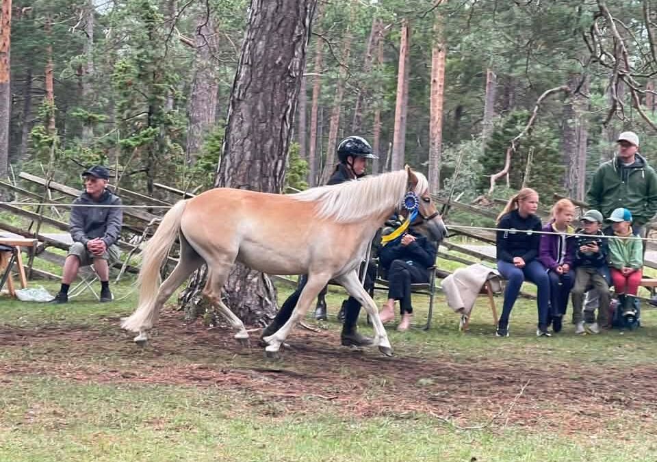 Sindarve Helga glänste på Gotland