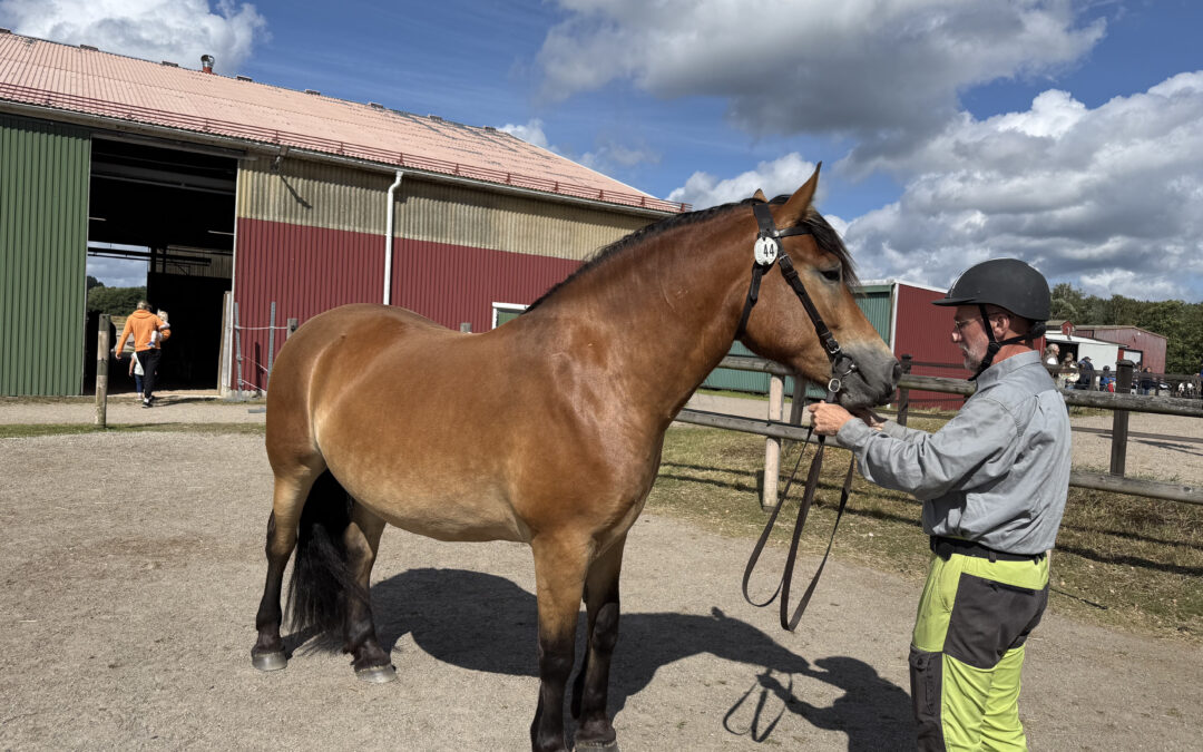 Berol 2049 far till stjärnorna i Dingle och Henån