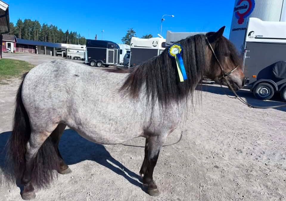 Shettisen Vera högst bedömd på första försöket