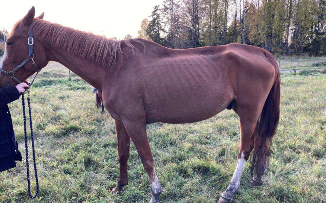 Kvinna åtalas för tre fall av djurplågeri – häst dog