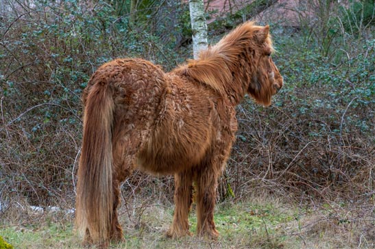 Veterinären reder ut – vad är PPID och EMS